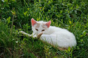 Photo 32