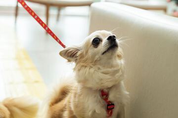 Pet-friendly