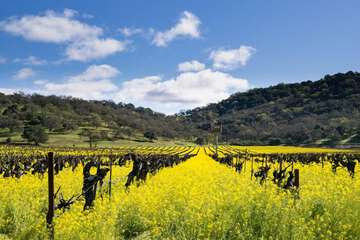 Vineyard
