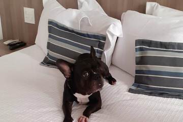 Pet-friendly