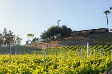 Vineyard