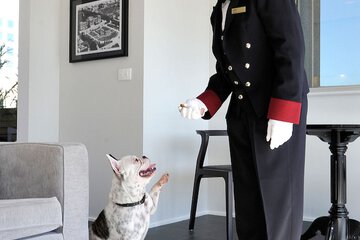 Pet-friendly