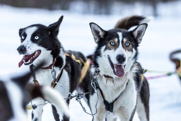 Sledding