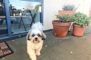 Pet-friendly