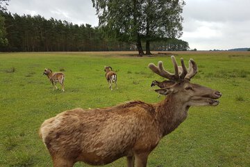 Game viewing