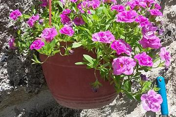 Photo 33