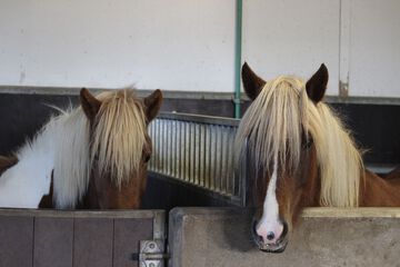 Horseback riding