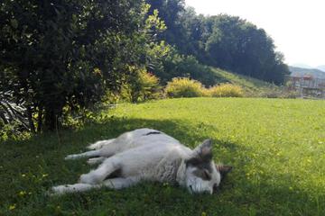 Photo 46