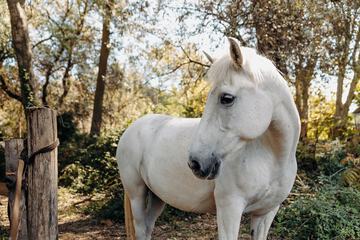 Horseback riding