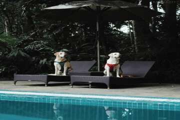 Pet-friendly