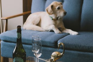 Pet-friendly