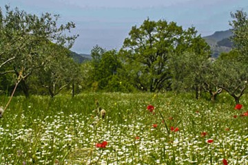 Land view from property