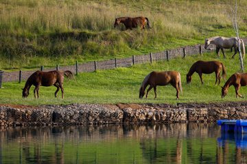Horseback riding