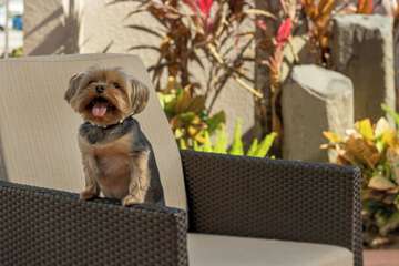 Pet Friendly 44 of 44