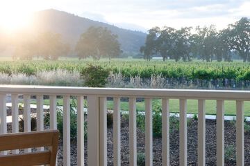 Vineyard view