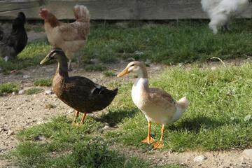Photo 22