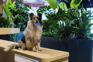 Pet-friendly