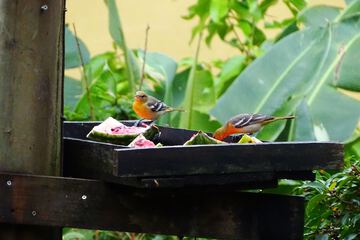 Game viewing