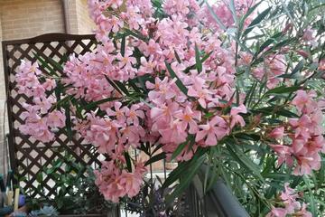 Photo 29