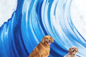 Pet-friendly amenities