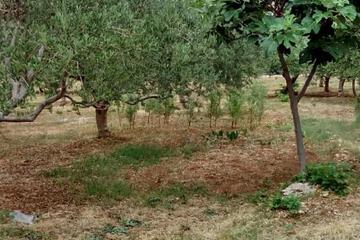 Photo 64