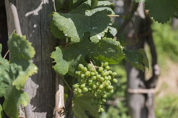 Vineyard