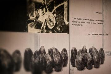 Photo 33