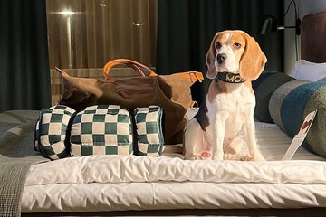 Pet-friendly