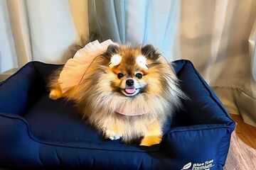 Pet-friendly amenities