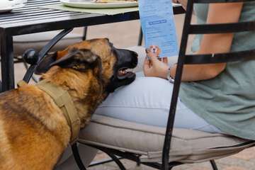 Pet-friendly amenities