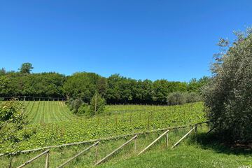 Vineyard view