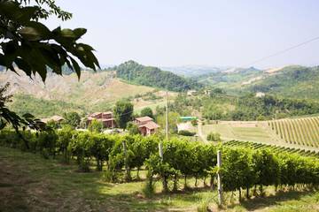 Vineyard