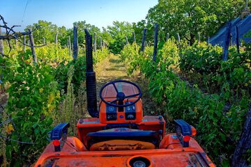 Vineyard view