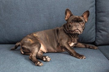 Pet-friendly