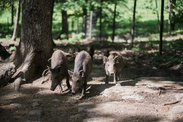 Ecotours
