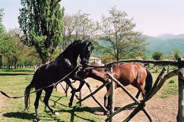 Horseback riding