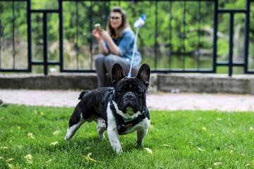 Pet-friendly