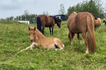 Horseback riding