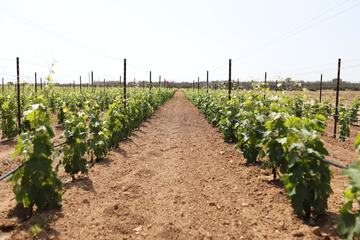 Winery