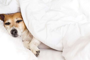 Pet-friendly