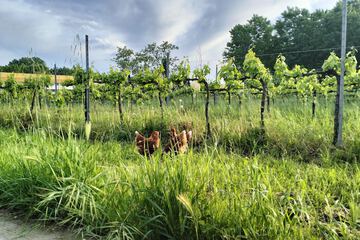 Vineyard view