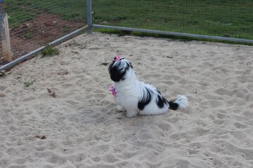 Pet-friendly amenities