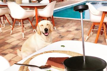 Pet-friendly