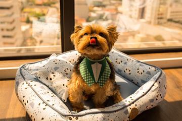 Pet-friendly