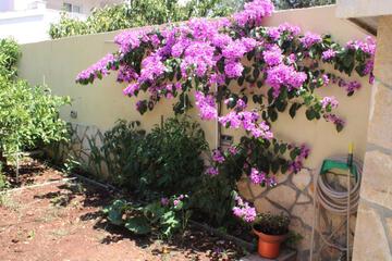 Photo 81