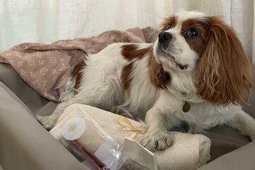 Pet-friendly