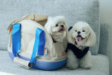 Pet-friendly