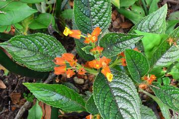 Photo 46