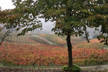 Vineyard