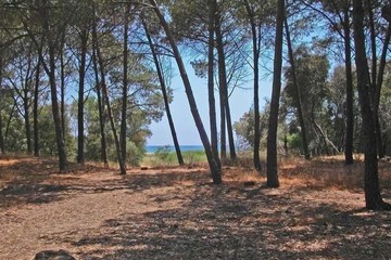 BBQ/picnic area